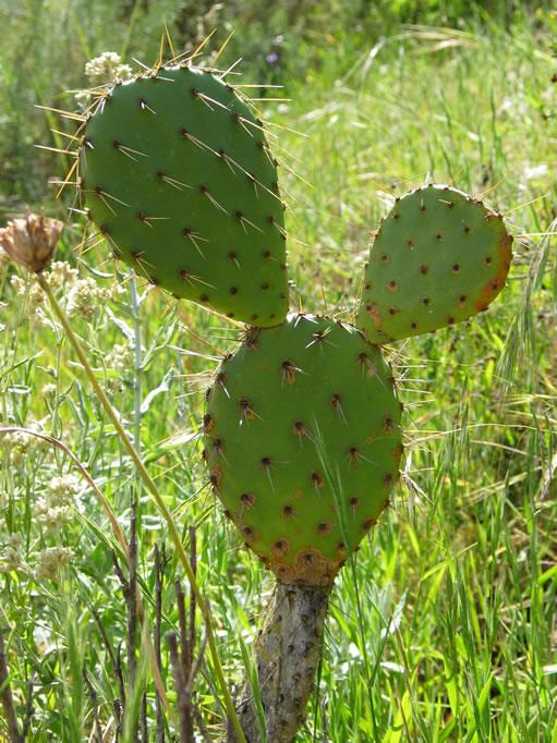 The Mickey Mouse beavertail cactus.