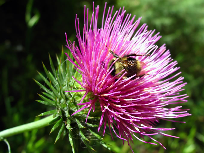 Bee in thistle.