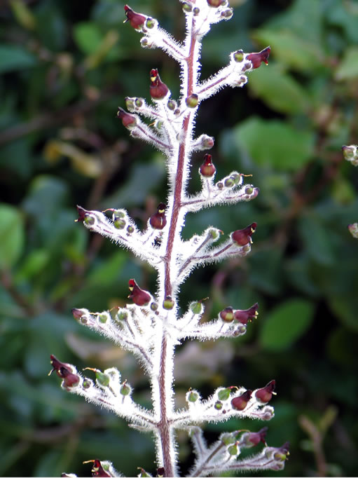 Catalina figwort