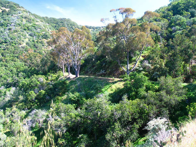 Looking ahead along the trail.