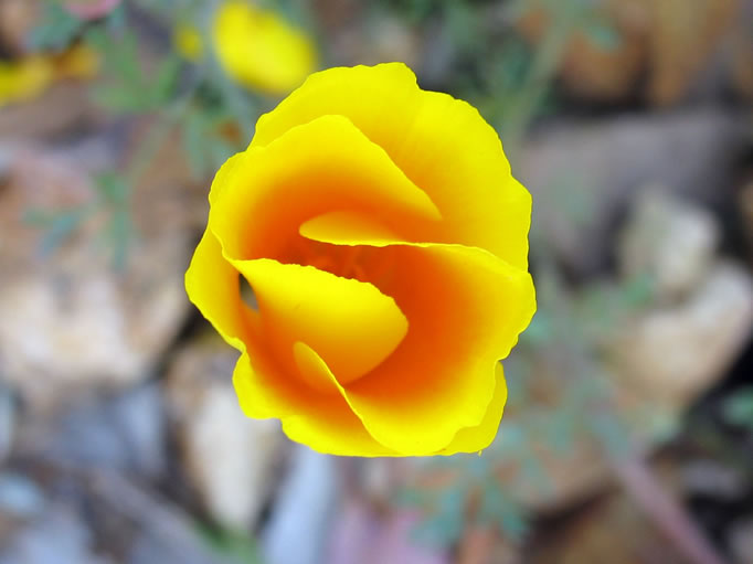 California poppy