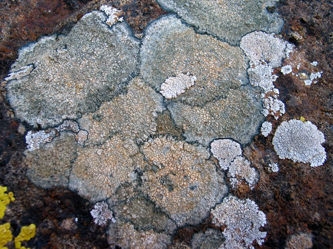 We loved the subtle shades of the lichen.