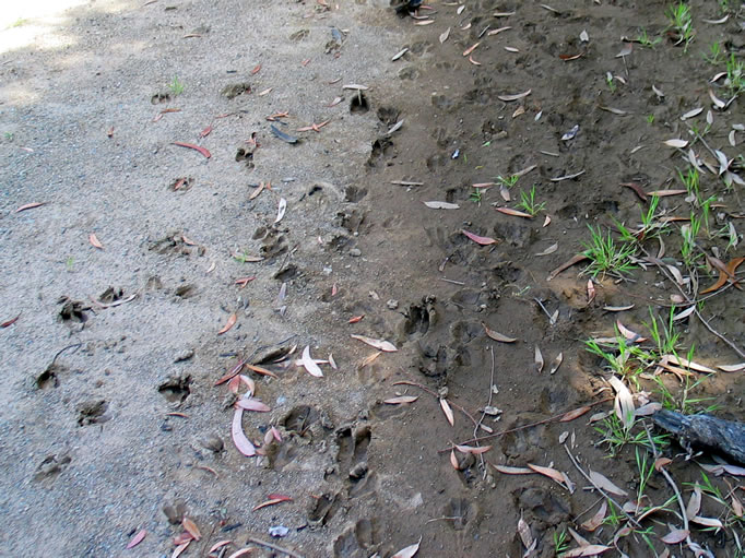 Deer tracks along the trail.