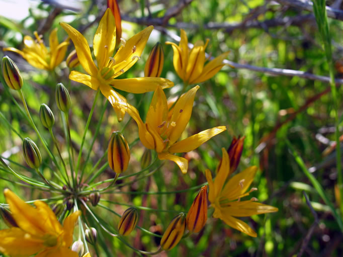 common golden star