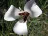Catalina mariposa lily (55kb)