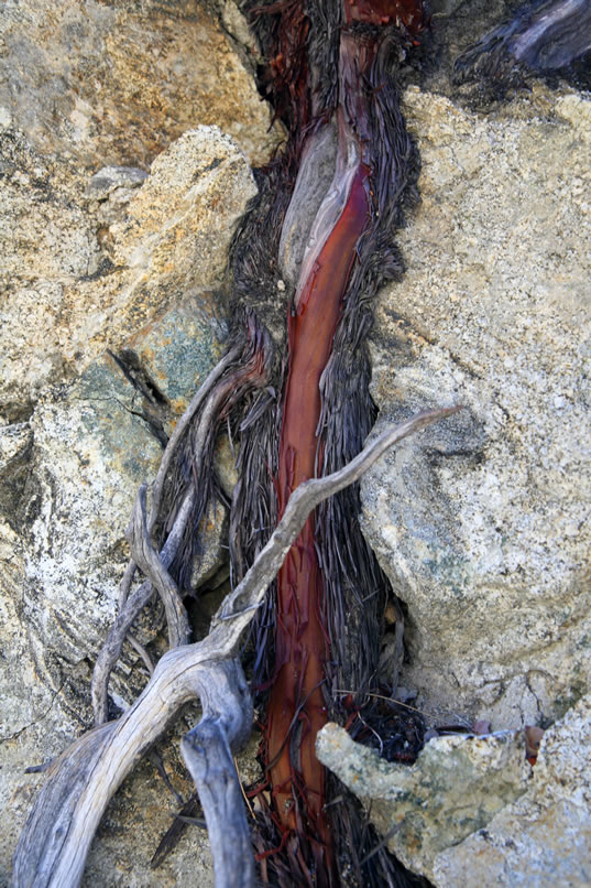 Niki decides to climb out of the canyon here and circle back above the cabin to try to get some photos from a different angle.    Along the way she encounters this beautiful manzanita root.