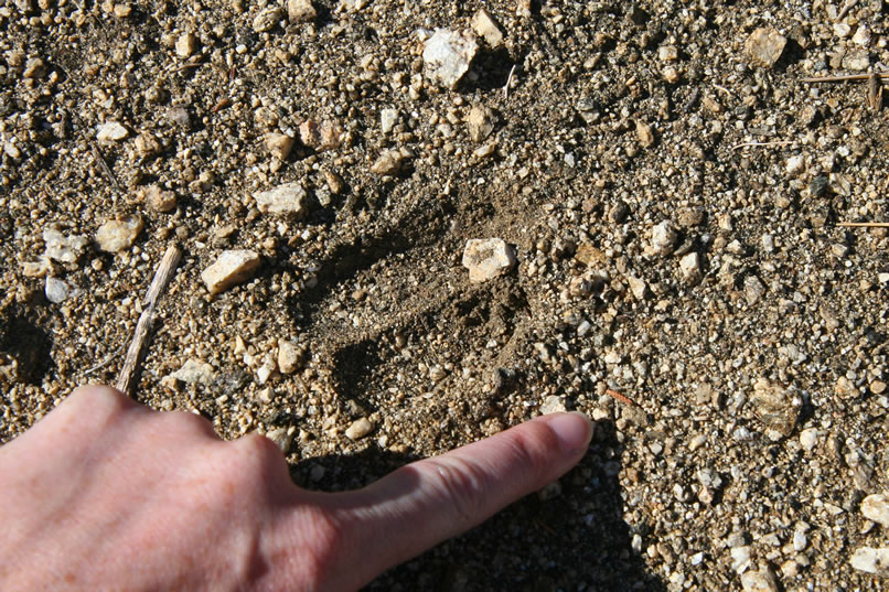 Up on the hillside, Niki finds lots of animal tracks and game trails.