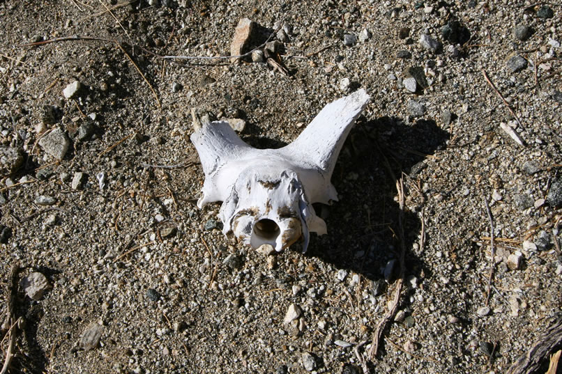 Not too far away is the back part of a bighorn skull and the base of the horns.