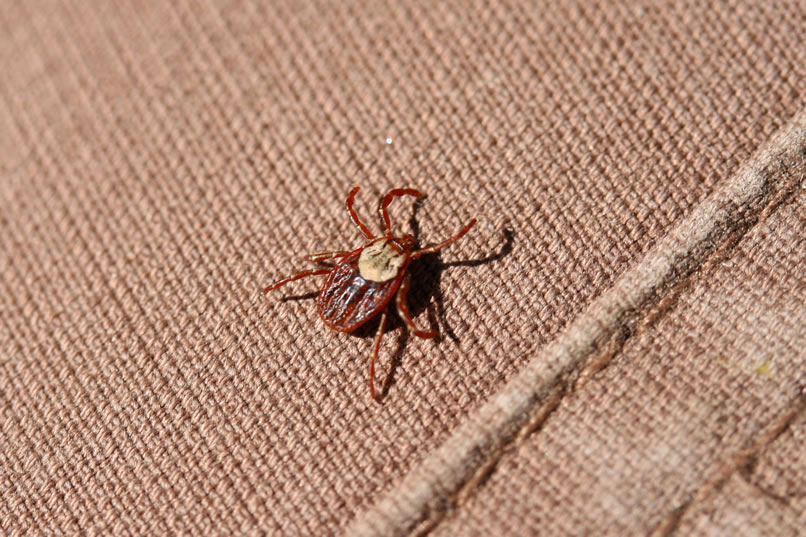 A little closer, we spot an agile tick making its way up Niki's pants leg.  It probably grabbed on up at the spring location where all the thick vegetation is.