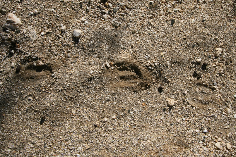 We come upon more animal tracks.  The little spring must be a busy place!