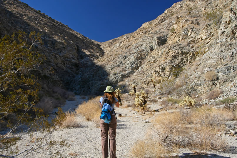 Just as the wash narrows to a rocky defile, there's a sunny group of photogenic chollas.