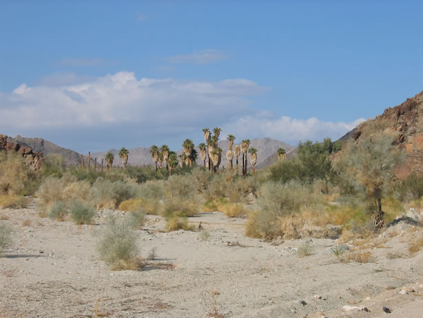 Looking up the wash toward Corn Spring.