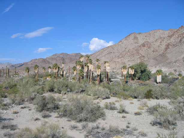 A view of Corn Spring from the south petroglyph site.