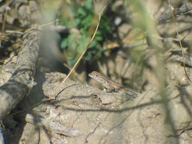 A scaly inhabitant.