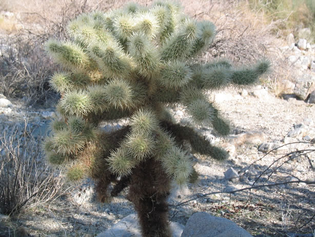 Big cholla.