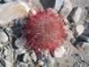 A colorful barrel cactus. (134kb)