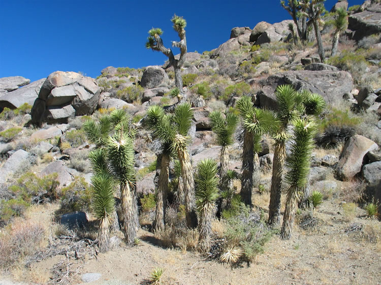 Joshua trees look down on us from the hillsides.