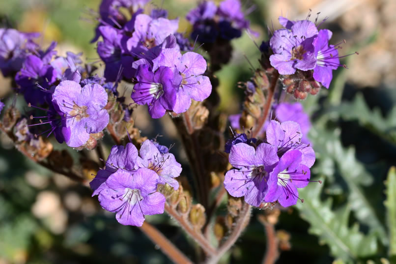 Notch-leaved phacelia.