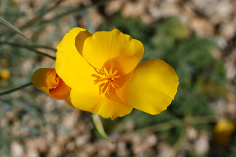 Desert golden poppy.