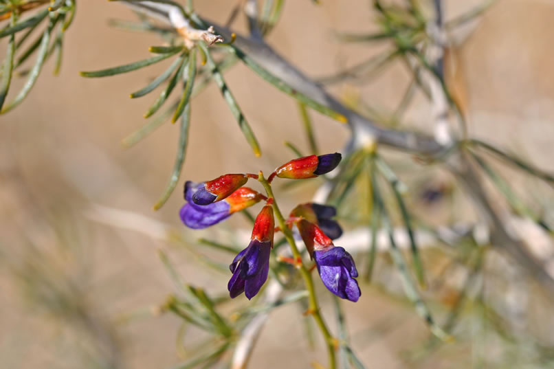 Indigo bush.