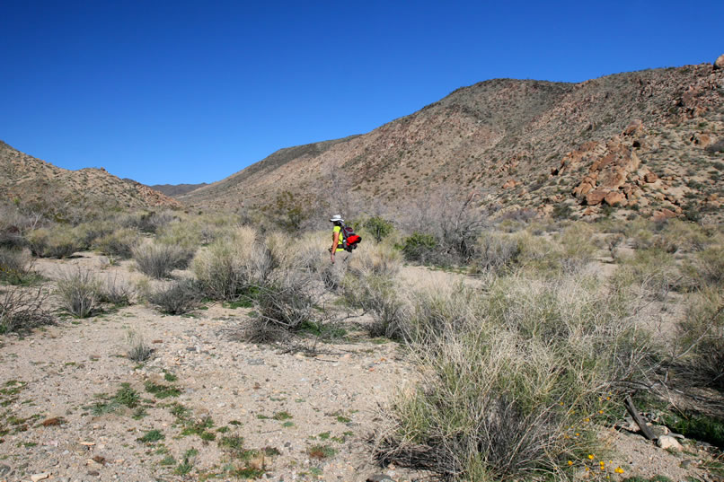 There's no road shown on the topo map leading to the Coyote Mine.  However, the satellite view of the area does show a faint track that joins this wash further along and works its way back to the mine.  So right now we're hiking up the wash until the GPS lets us know it's time to look for that old road.