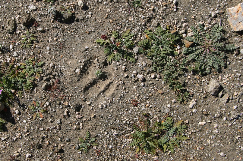 Some deer tracks.