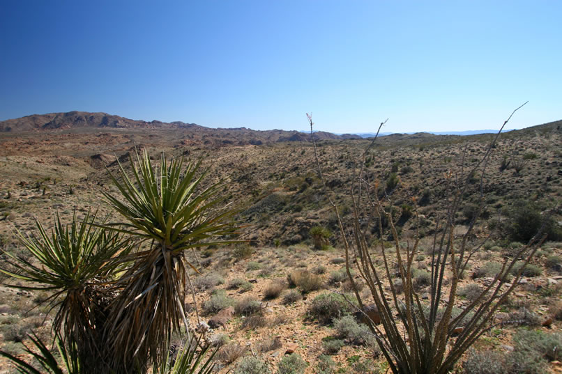 In the middle of the photo, just between the yucca and the ocotillo, we can just make out the tailings dump of the mine.