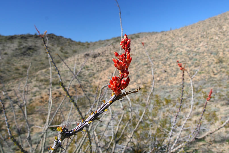 Have you ever licked an ocotillo blossom?  There are little globs of clear exudate in among the blossoms that are faintly sweet.