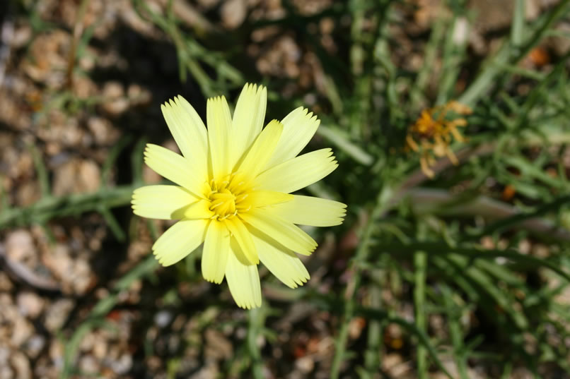 A couple of wildflowers catch our attention as we shoulder our packs and get ready for the return hike.  This one is a desert dandelion.