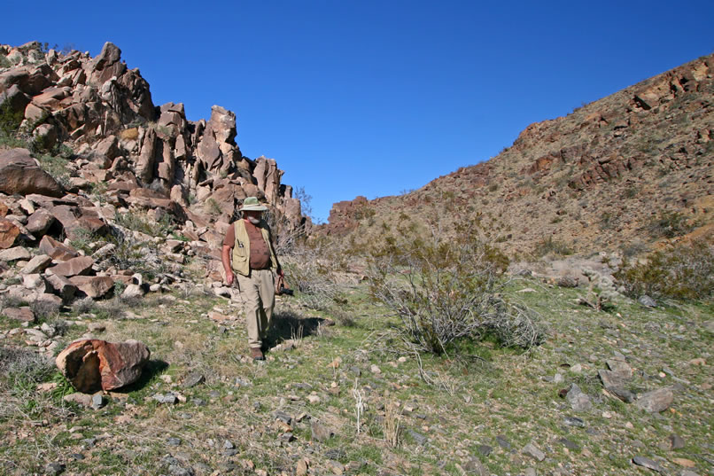 Mohave on the prowl for artifacts near the lower part of the flat site.