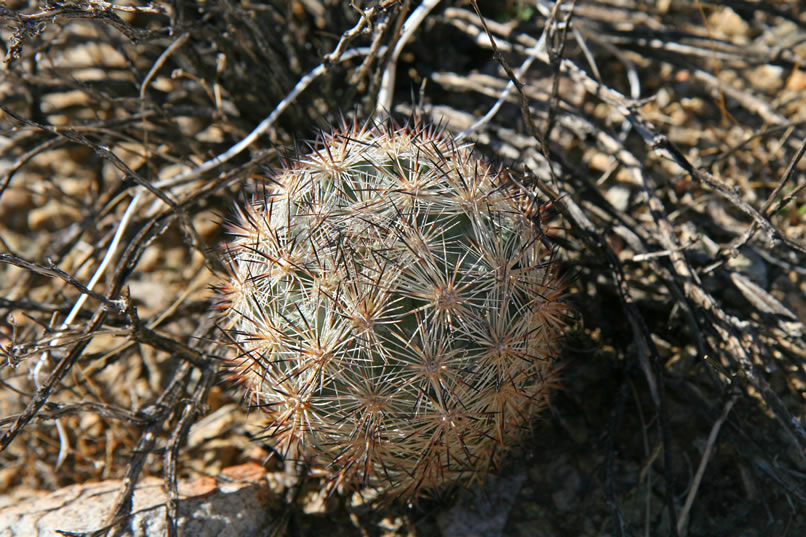 A few small pincushion type cacti are enjoying life up here.