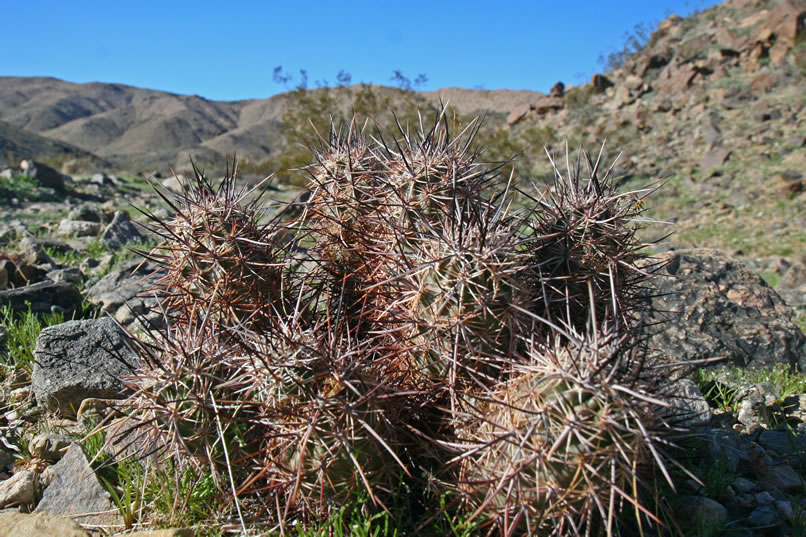 There's also a larger hedgehog cactus nearby.