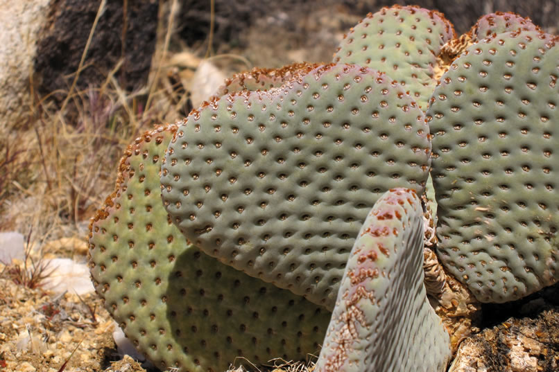 Finally, we're back on the trail again and headed back toward the Desert Queen.  Who knew that there was a cactus that had a heart shaped pad?  It's Valentine's Day weekend, so we're on the lookout for this kind of stuff!