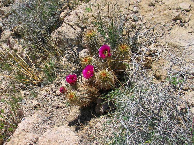 Some colorful cactus blossoms just outside the shelter entrance.