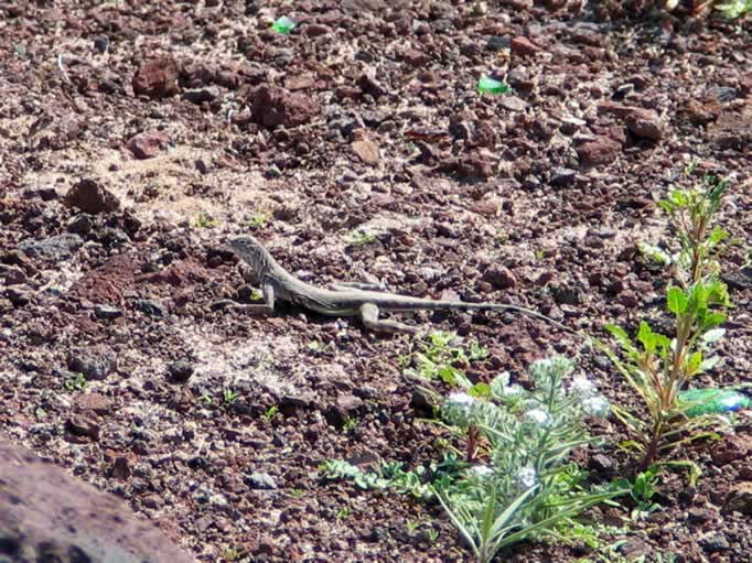 zebra-tail lizard