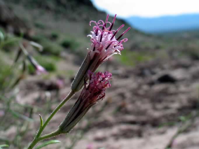 Spanish needle in bloom.