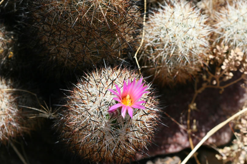 Another clump of those foxy lookin' foxtail cacti add some variety to the terrain.