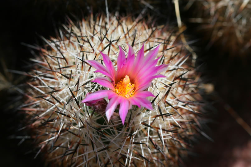 Here's a closer look at the delicate color of the blossom.