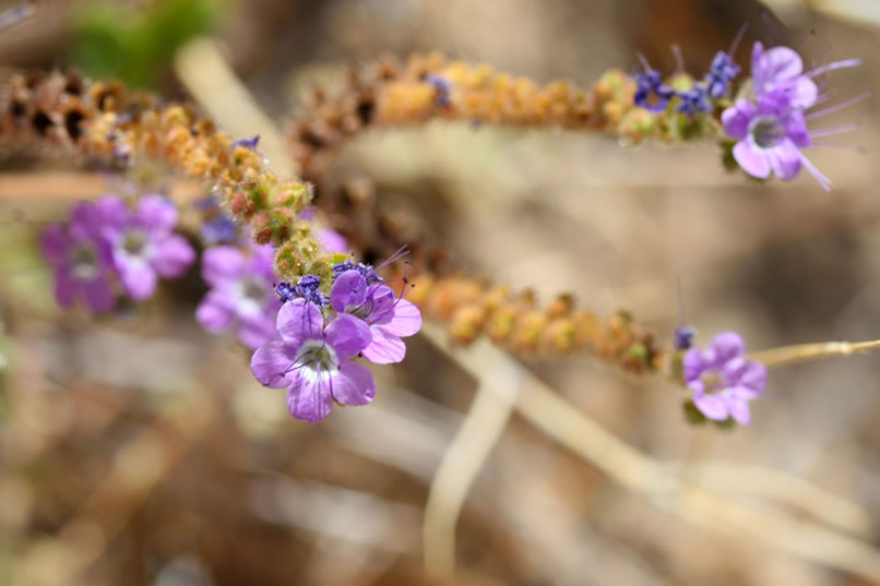 A look at a notch-leaved phacelia in bloom.