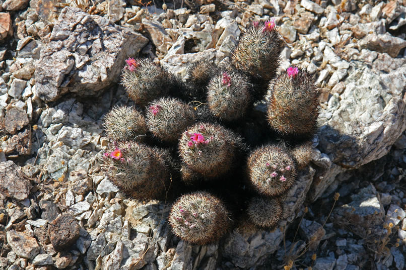 Another colorful clump of cacti.