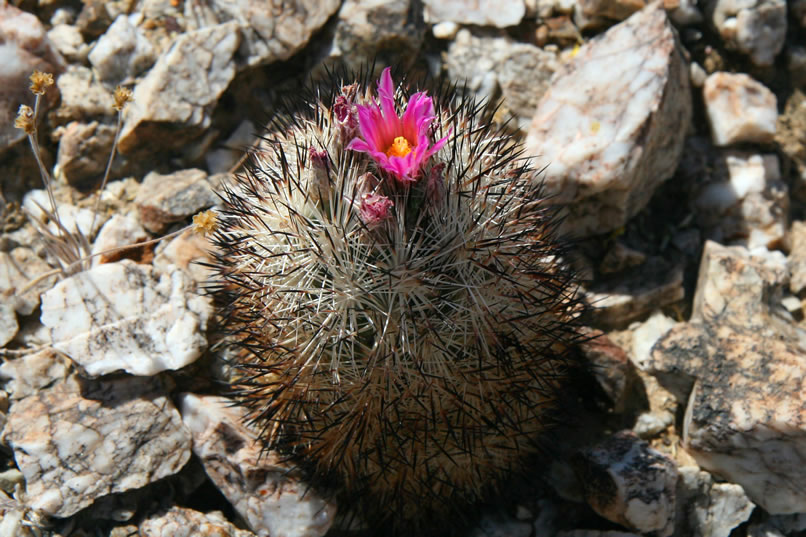 Although the range of these cacti is limited and therefore they are considered rare, they're pretty prolific in this neck of the woods!