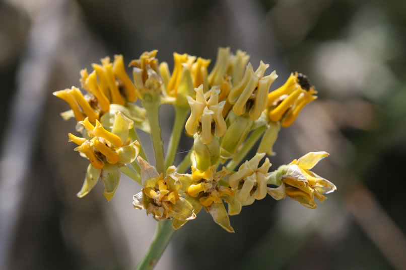 Desert milkweed exudes a milky juice that contains good-quality latex rubber.  This morning it's popular with the insects.