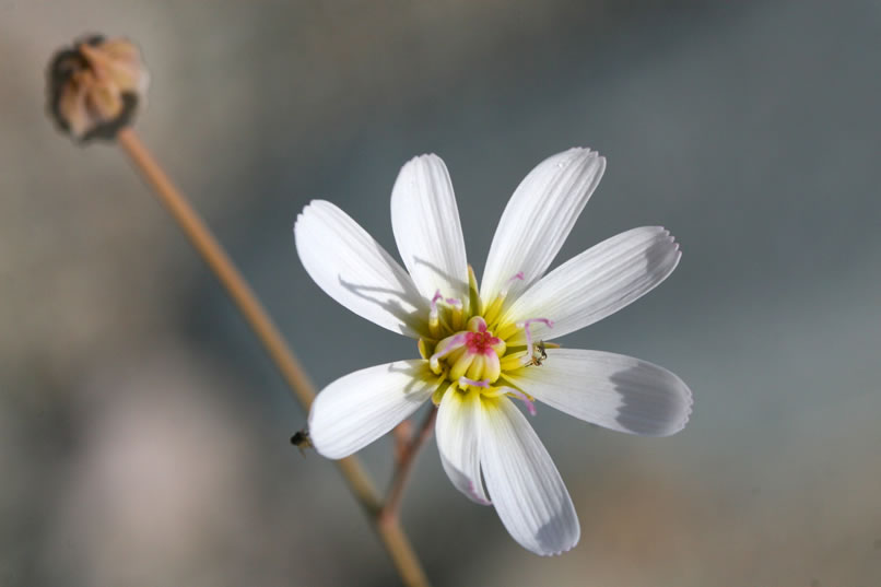 This colorful blossom is from the parachute plant, a name that describes the spreading shroud of white flowers which connect at the nearly invisible stem and thereby give the impression of parachutes hanging in mid-air.