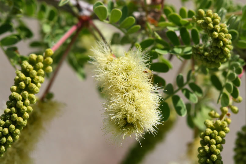 This is a look at the mildly fragrant blossom of the wicked cat-claw acacia.  If you've done much desert hiking, you've probably had some nasty encounters with the cat-claw's sharp, curved spines.