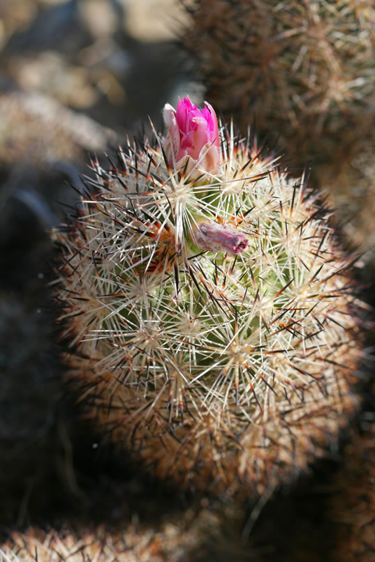 As we finally leave the wash and enter Pinto Basin, we're amazed at how rugged the area is.  We're also quite surprised to find a rare foxtail cactus!  It has a very limited range and is distinguished by its black tipped, unhooked central spine and flowers that are pink with a darker mid-vein.