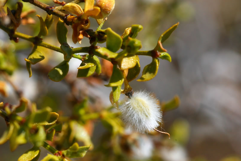 Even the creosote bushes are covered in their fuzzy white blossoms.