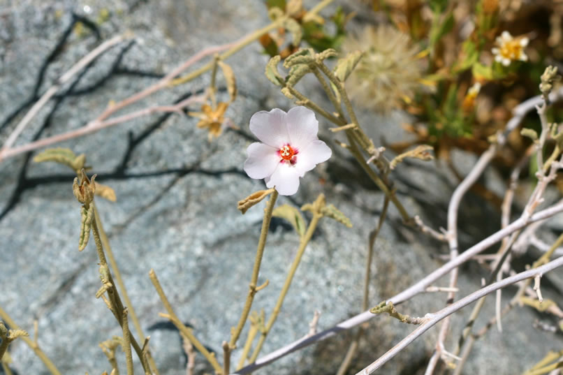 Another unusual find for us is this desert hibiscus.