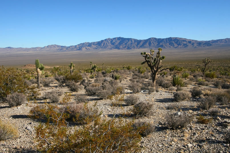 Every now and then, as we look up from our artifact hunt, we're amazed at the spectacular views across Ivanpah Valley to the distant New York Mountains.