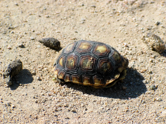 We came across a baby tortoise shell surrounded by scat.