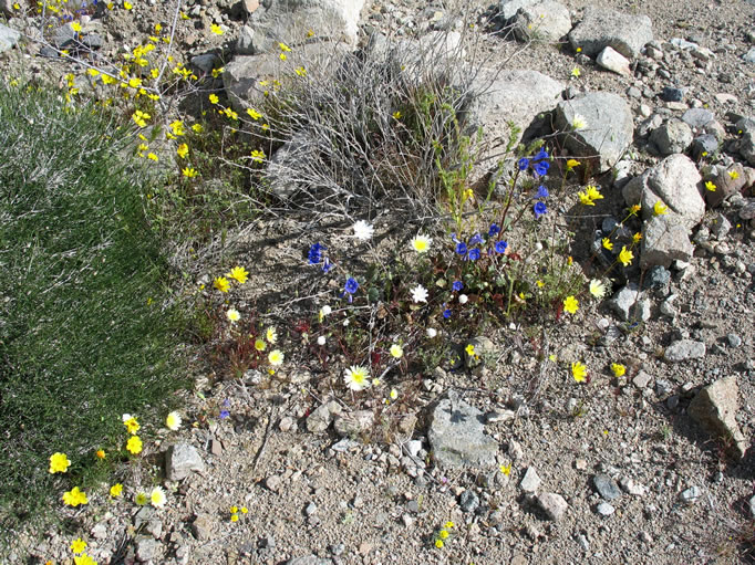 The flowers in this area were spectacular.